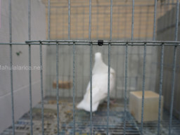 XIV Concurso Exposición de Palomas de Raza en Mula 2024